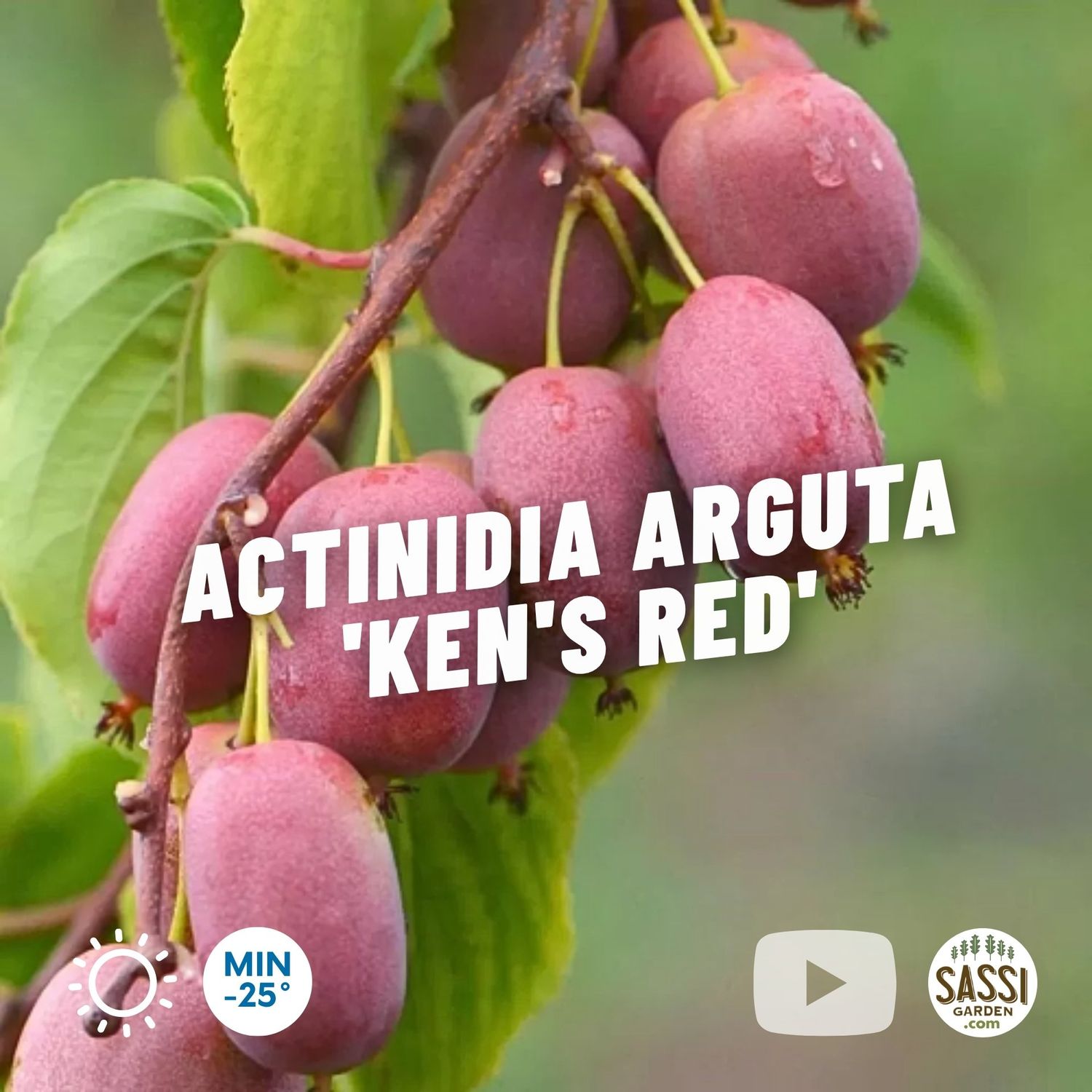 Actinidia Arguta Mini-kiwi Ken's Red, Kiwi Rosso senza pelo - vaso Ø18 cm h 50 scd Actinidia Arguta Mini-kiwi Ken's Red, Kiwi Rosso senza pelo - vaso Ø18 cm h 50 scd