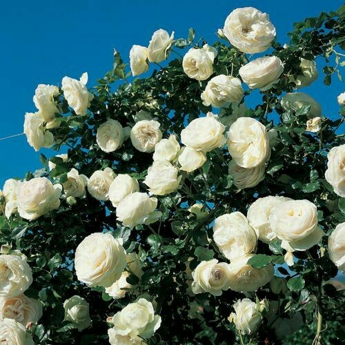 Rosa, Rose Rampicanti Meilland Palais Royal® Gpt - Vaso Ø20 cm