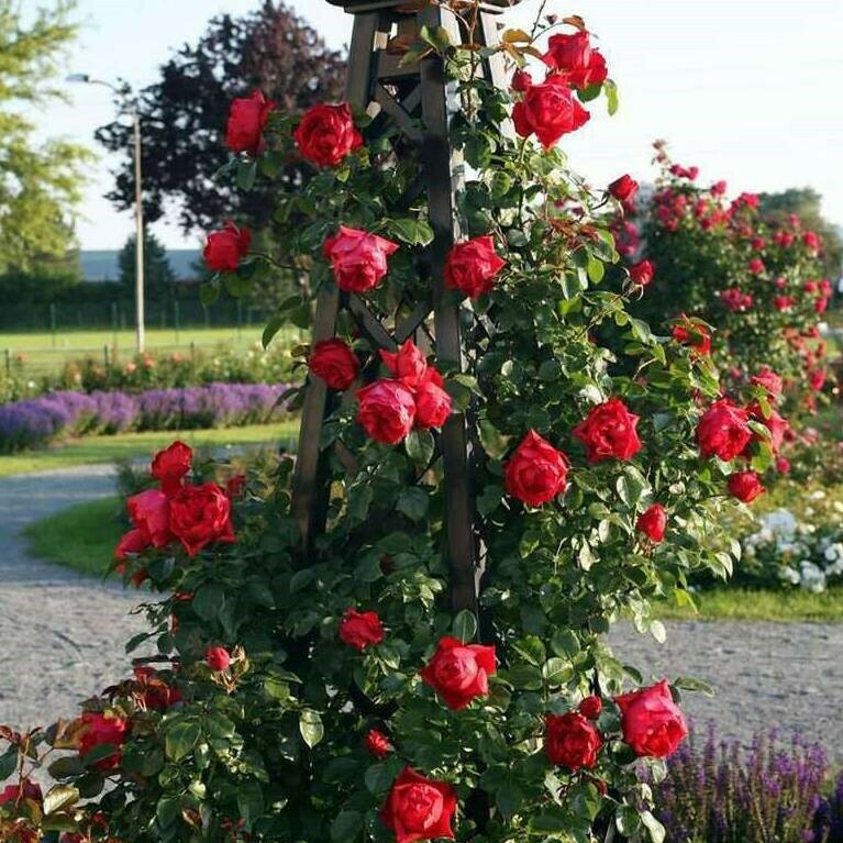 Rosa, Rose Rampicanti Kordes Florentina - vaso Ø24 cm