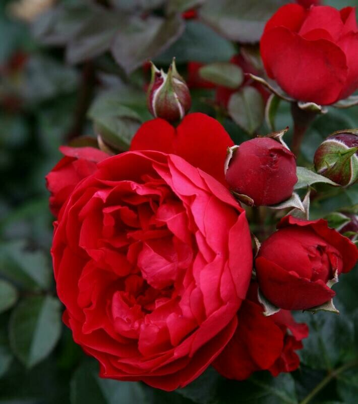 Rosa, Rose Rampicanti Kordes Florentina - vaso Ø24 cm