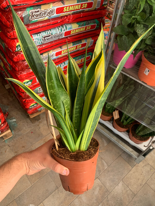 Sansevieria trifasciata 'Gold Flame' - vaso Ø17 cm