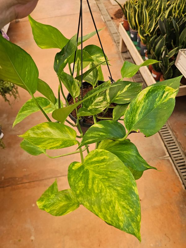 Epipremnum Pinnatum 'Aureum', Potus, Potos, Pothos, Photus - basket Ø17cm Epipremnum Pinnatum 'Aureum', Potus, Potos, Pothos, Photus - basket Ø17cm