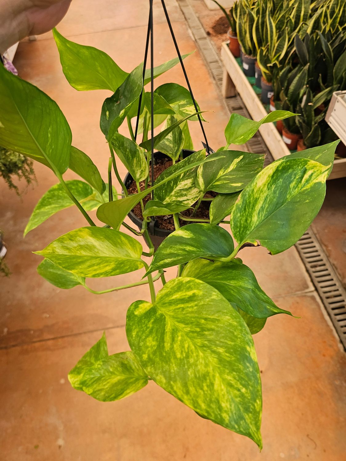 Epipremnum Pinnatum 'Aureum', Potus, Potos, Pothos, Photus - basket Ø17cm
