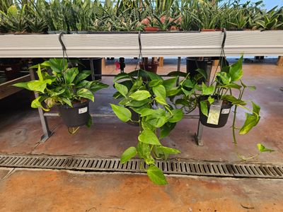 Epipremnum pinnatum 'Aureum', Scindapsus aureus, pothos, potos - basket Ø17 cm