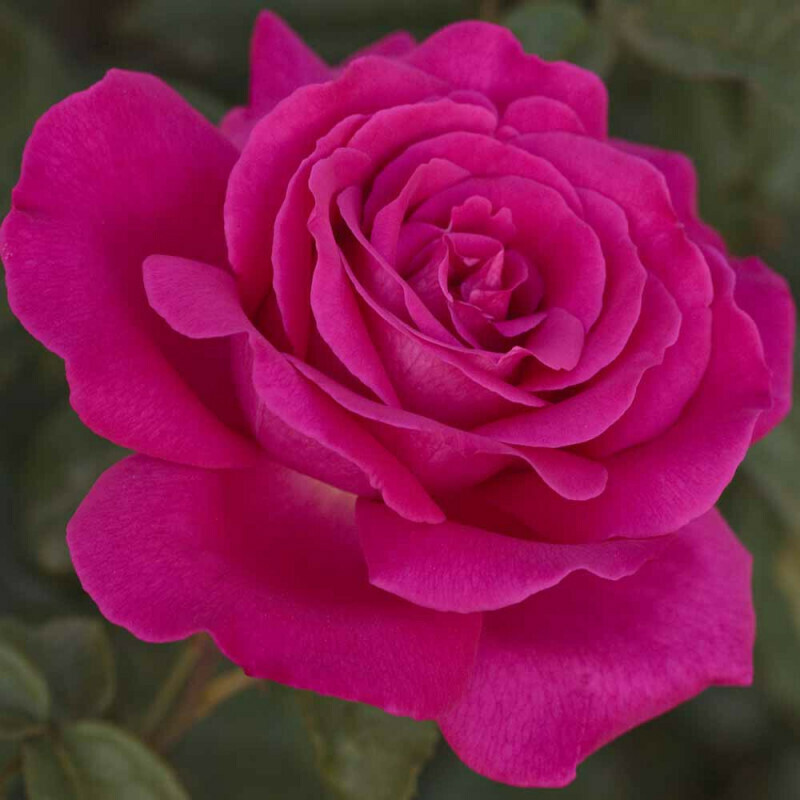 Rosa Rose, Grandi Fiori, Meilland Velasquez® - Vaso 18