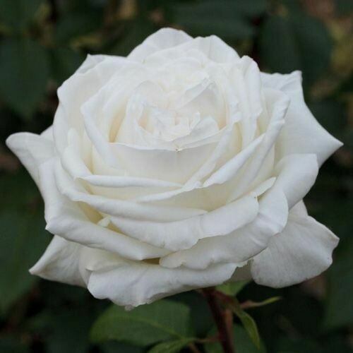 Rosa Rose - Grandi Fiori - Meilland Pierre Arditi® - Vaso 18