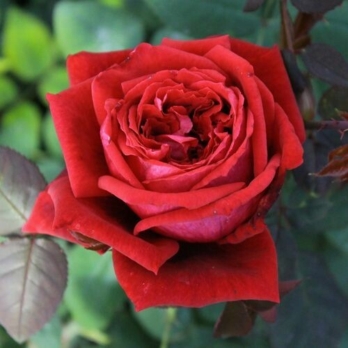 Rosa Grandi Fiori Meilland Botero®, rose - vaso Ø18 cm