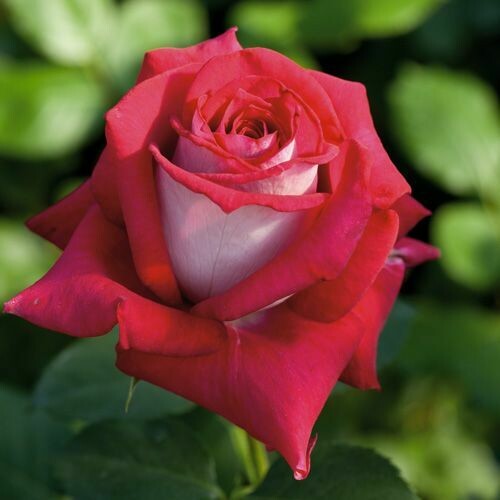 Rosa Rose - Grandi Fiori - Meilland Monica Bellucci ® - Vaso 18