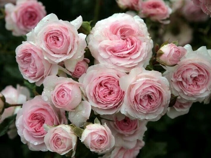 Rosa Rose, Paesaggistiche, Kordes Larissa® Rosa 'Larissa' - vaso Ø18 cm