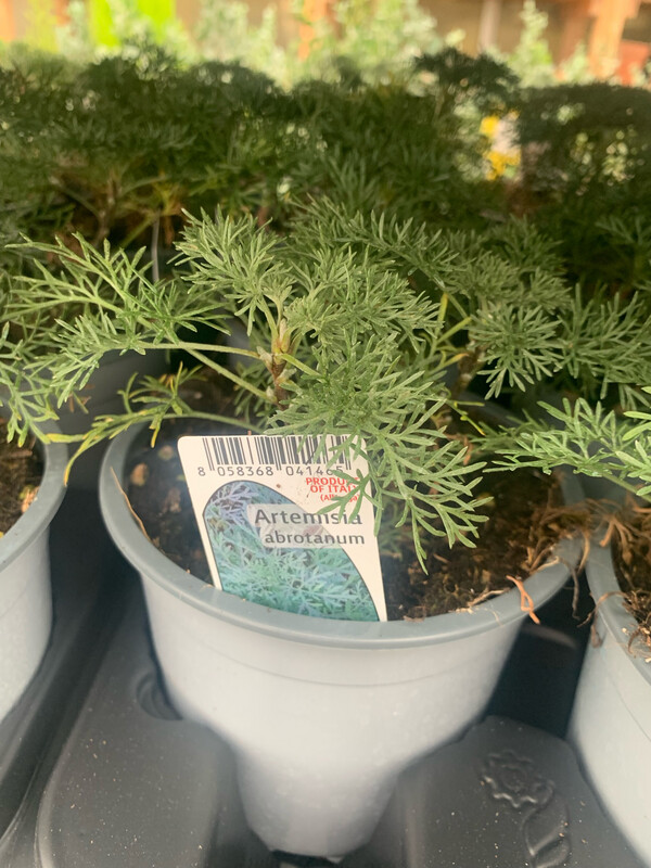 Artemisia Abrotanum, Abrotano - vaso Ø14 cm