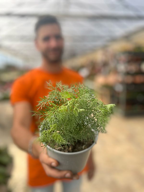 Artemisia Abrotanum ,  Abrotano - vaso Ø14 cm
