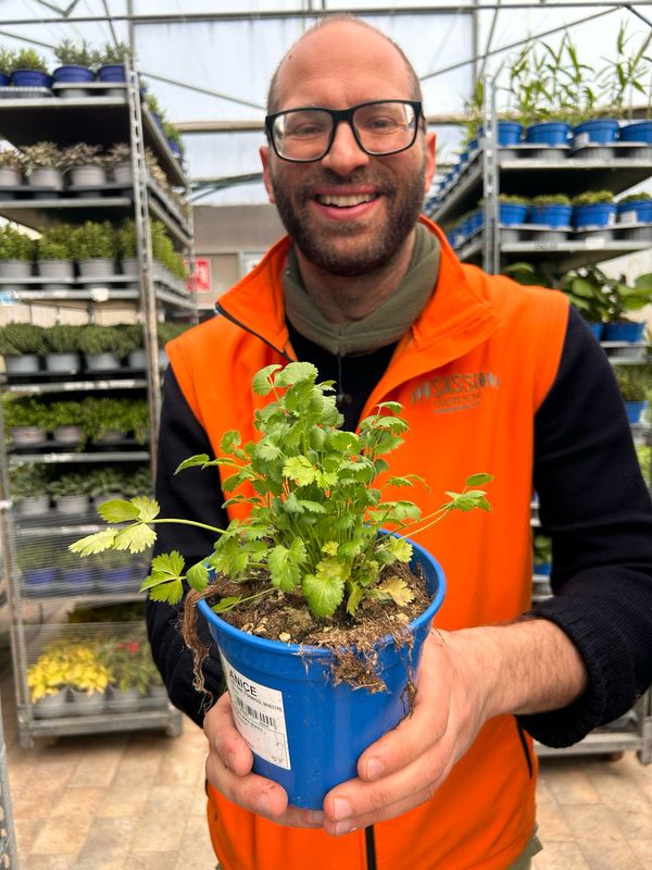 Anice, Pimpinella anisum - vaso Ø14 cm