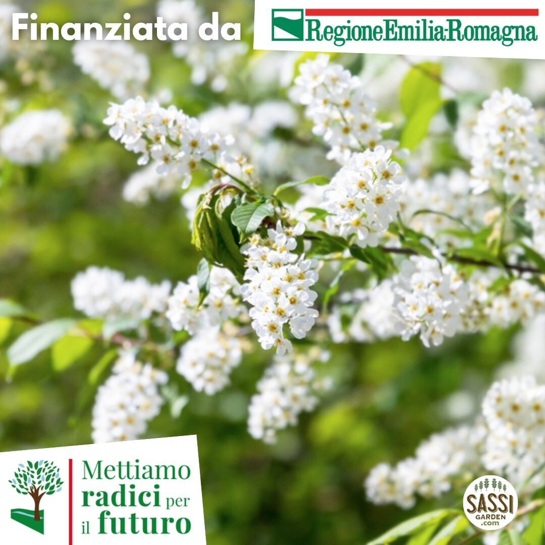 MRPF - Prunus padus, Pado/Ciliegio a grappoli - ALBERO basso in alveolo