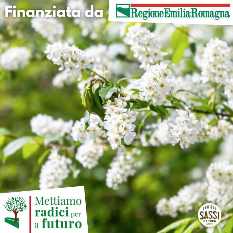 MRPF - Prunus padus, Pado/Ciliegio a grappoli - ALBERO basso in alveolo