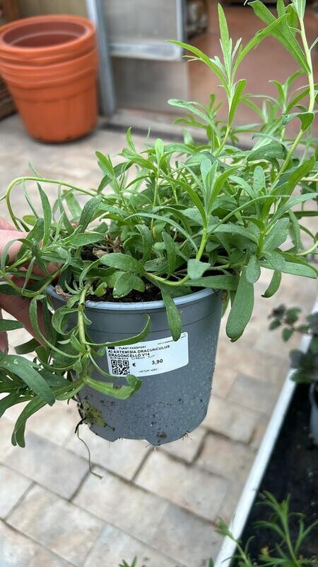 Artemisia dracunculus, Dragoncello, Estragone - vaso Ø14 cm