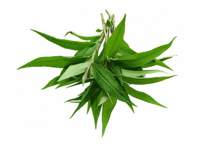 Coriandolo Vietnamita, Persicaria odorosa, Rau Ram - vaso Ø14 cm