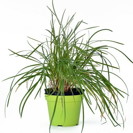 ERBA AGLINA, Allium tuberosum - vaso Ø14 cm