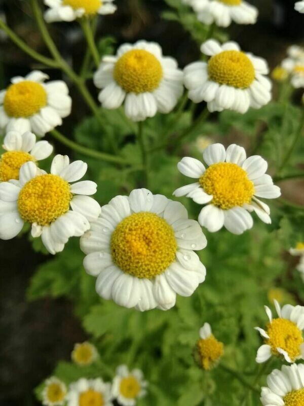 Erba Maresina, Chrysanthemum parthenium - vaso Ø14 cm