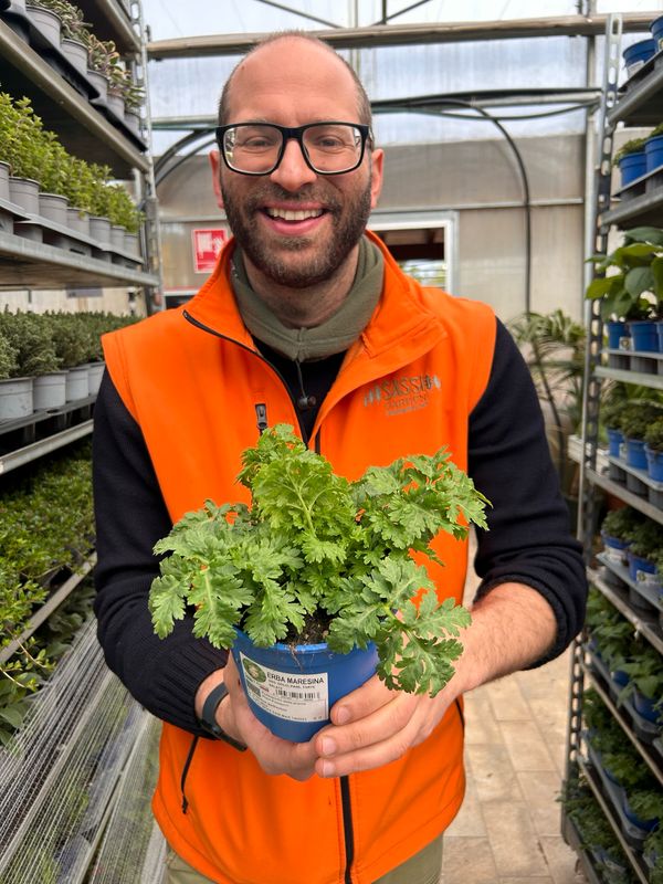 Erba Maresina, Chrysanthemum parthenium - vaso Ø14 cm