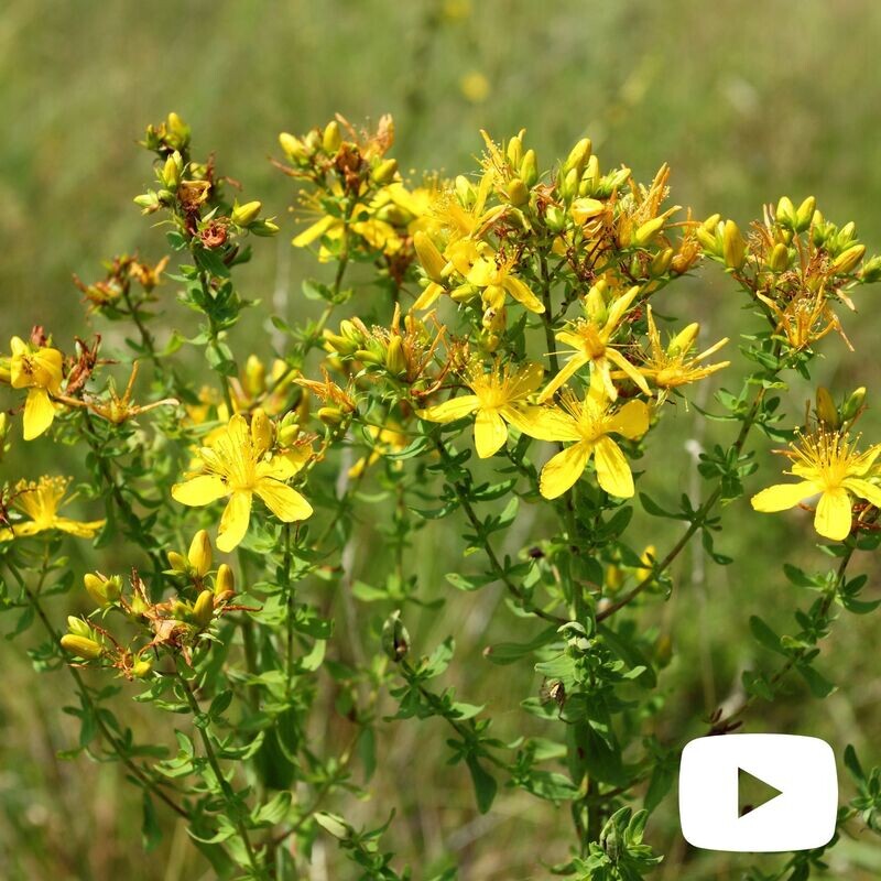 Iperico, Hypericum perforatum, Erba di San Giovanni - vaso Ø14 cm