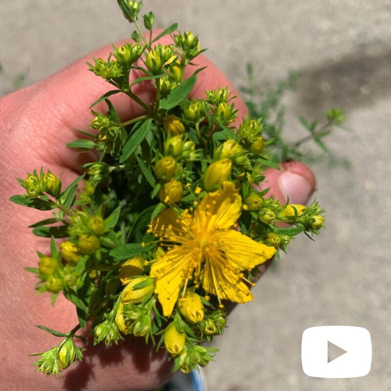 Iperico, Hypericum perforatum, Erba di San Giovanni - vaso Ø14 cm