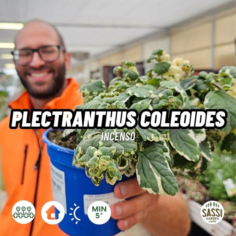 Falso Incenso, Plectranthus coleoides variegatus - vaso Ø13 cm