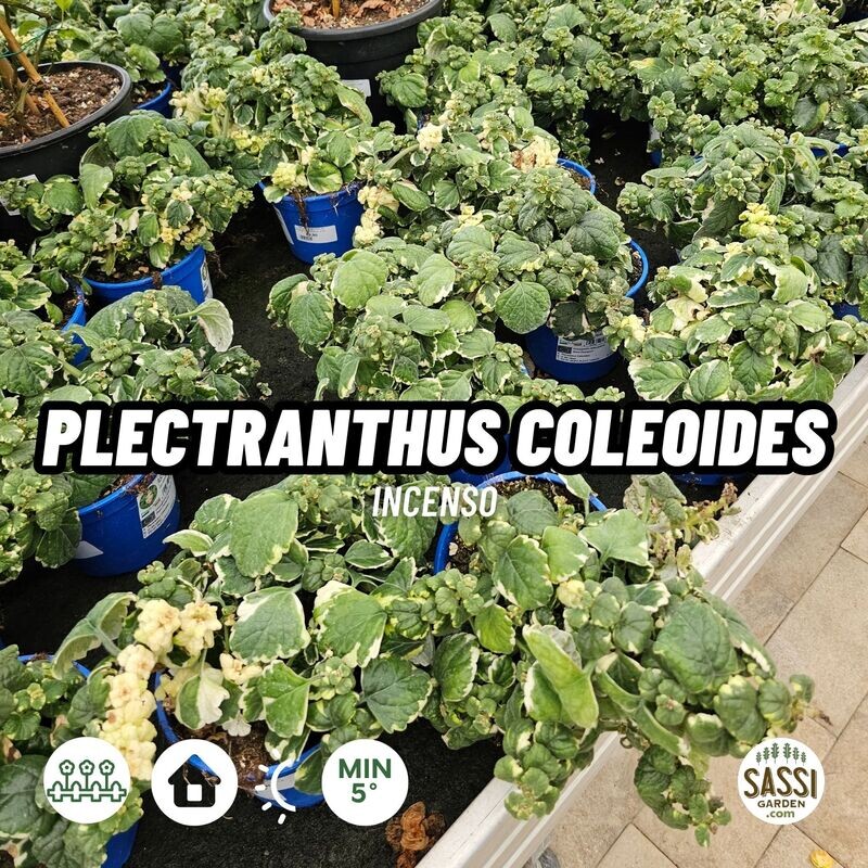 Falso Incenso, Plectranthus coleoides variegatus - vaso Ø13 cm