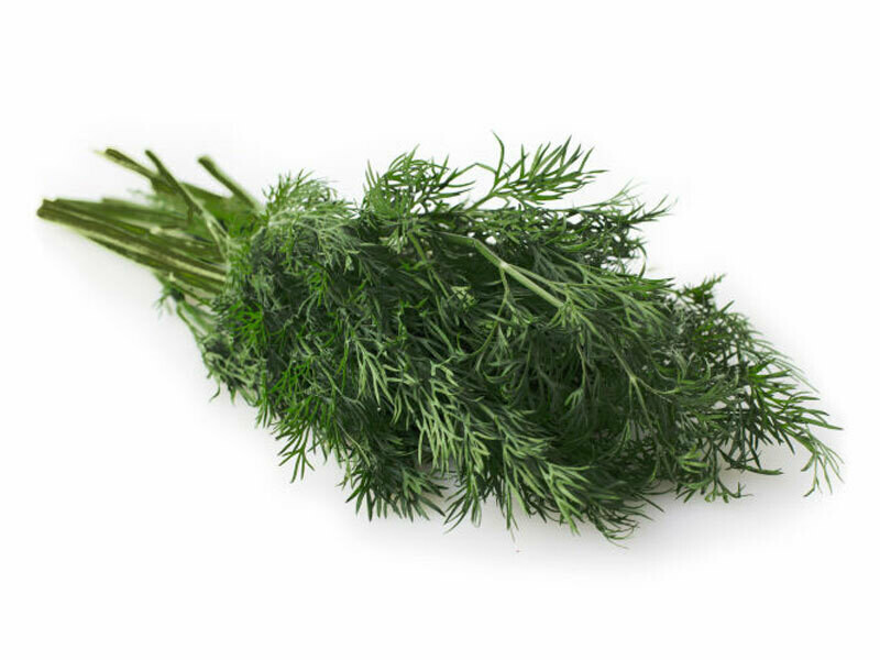 Finocchio Selvatico nero, Foeniculum vulgare 'Purpureum' - vaso Ø14 cm