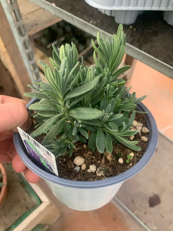 Lavanda angustifolia 'Hidcote Blue', Lavandula Nana - vaso Ø14 cm