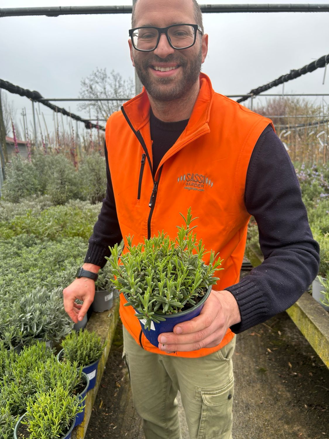 Lavanda angustifolia 'Hidcote Blue', Lavandula Nana - vaso Ø14 cm