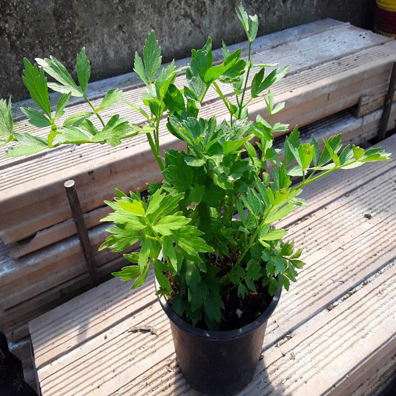 Levistico, Sedano di Montagna, Levisticum officinalis - vaso Ø14 cm
