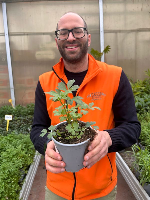 Levistico, Sedano di Montagna, Levisticum officinalis - vaso Ø14 cm