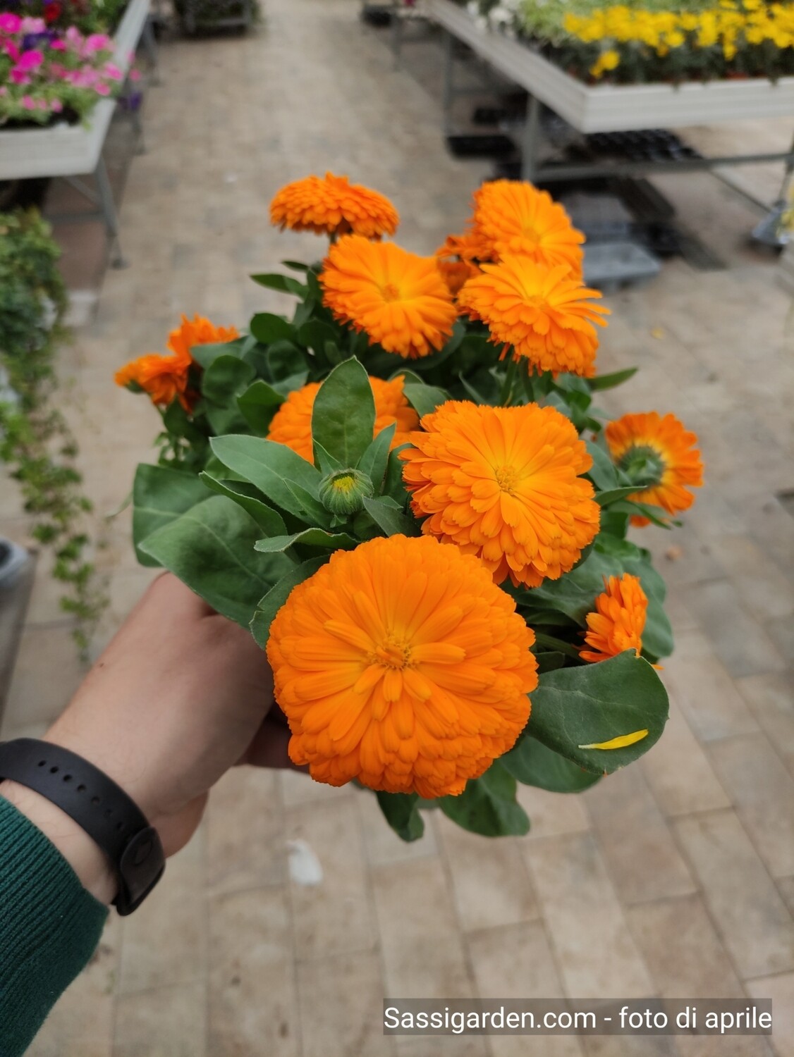 Calendula officinalis - vaso Ø14 cm