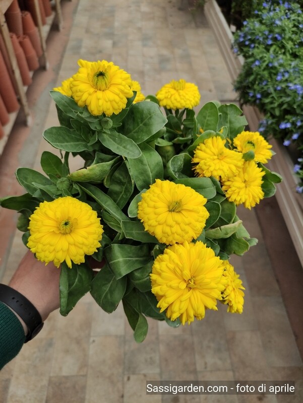 Calendula officinalis - vaso Ø14 cm