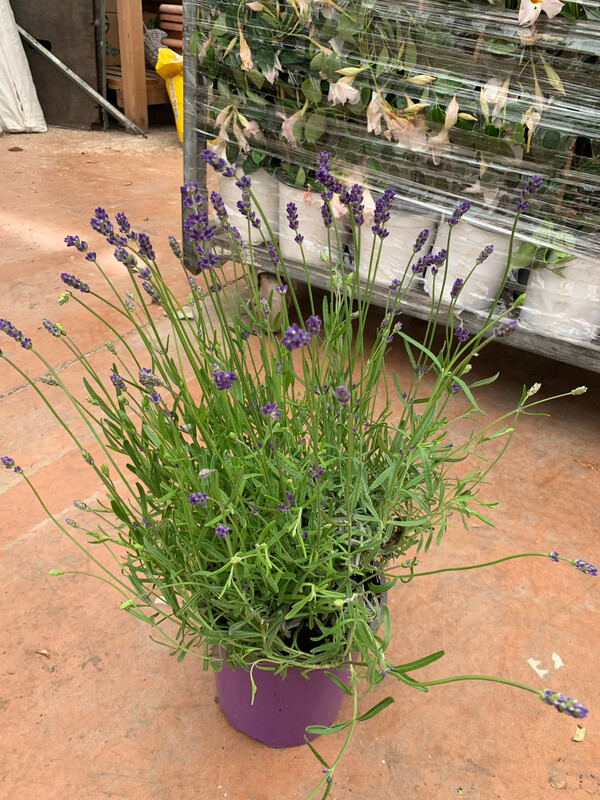 Lavanda Angustifolia, Lavandula - vaso Ø18 cm