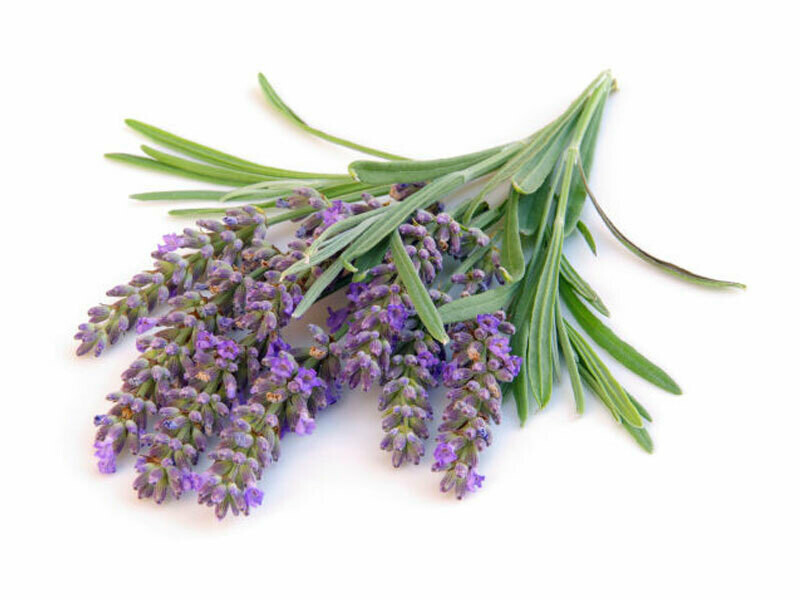 Lavanda Angustifolia, Lavandula - vaso Ø24 cm