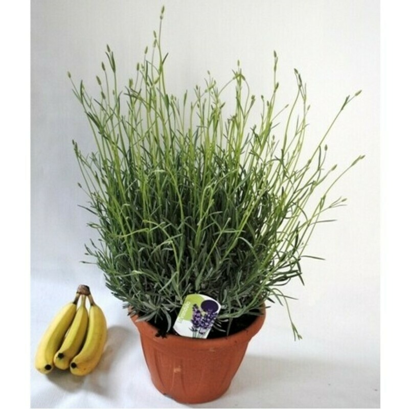 Lavanda Angustifolia, Lavandula - vaso Ø24 cm