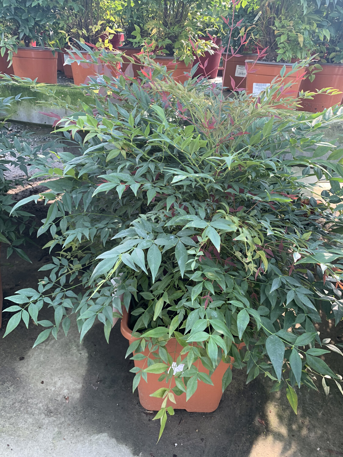 Nandina domestica - vaso Ø24 cm, h 60 cm