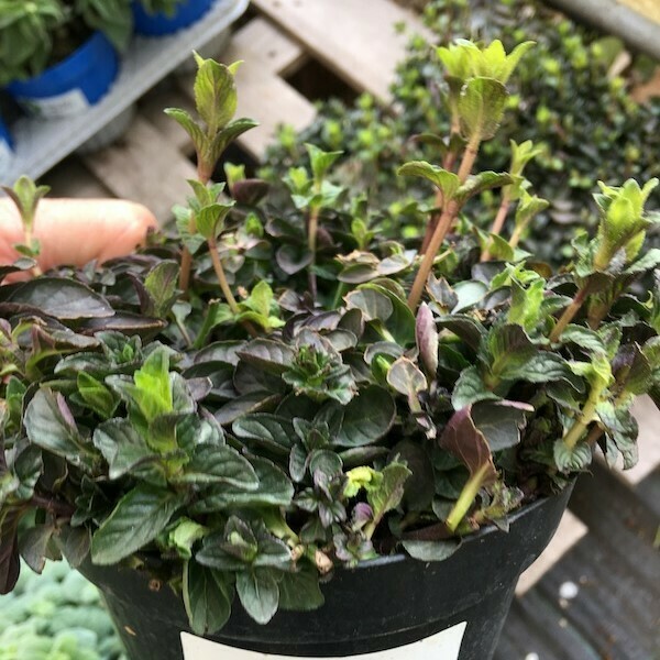 Menta glaciale, Mentha x rotundifolia piperita - vaso Ø14 cm