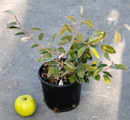 Elaeagnus ebbingei, Oleastro, Eleagnus - vaso Ø18 cm, h 60cm Elaeagnus ebbingei, Oleastro, Eleagnus - vaso Ø18 cm, h 60cm