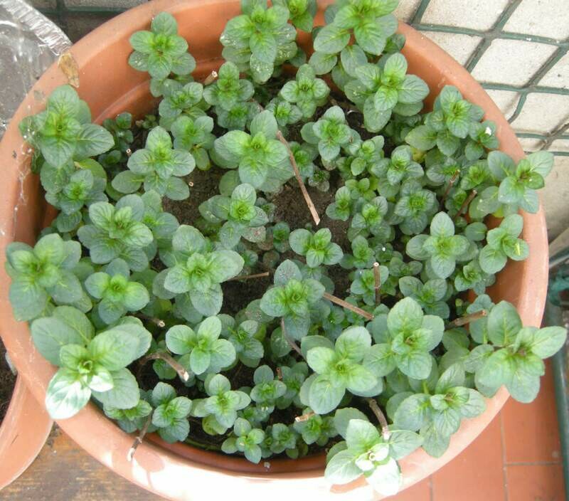 MENTA ROMANA, Mentha pulegium - vaso Ø14 cm