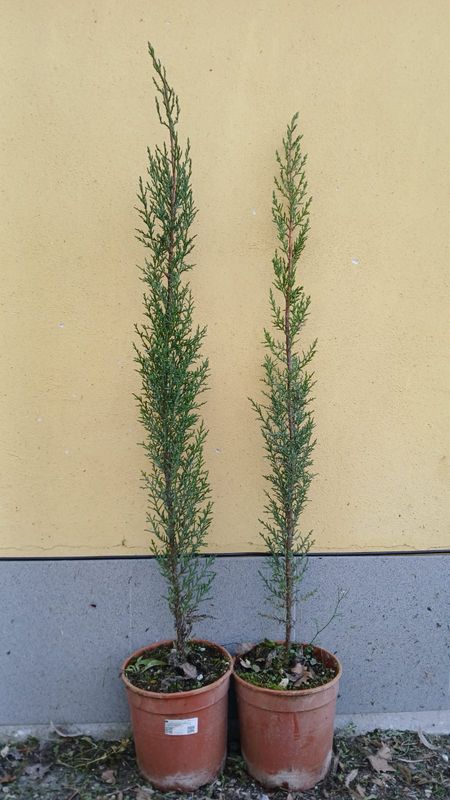 Cupressus sempervirens, Cipresso Toscano - vaso Ø17 cm