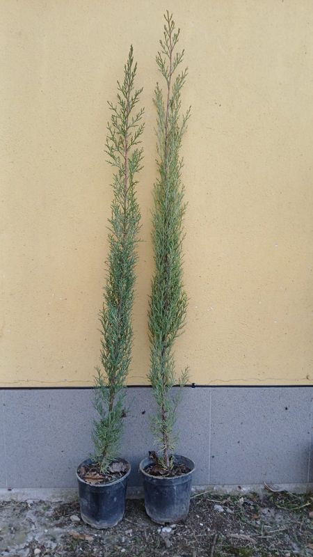 Cupressus sempervirens, Cipresso Toscano - vaso Ø17 cm