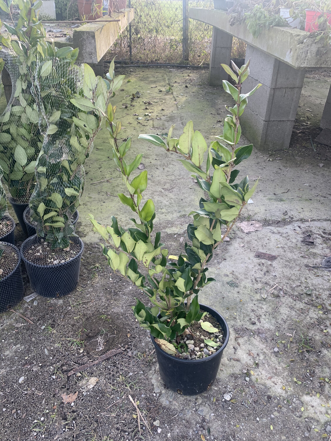 Ligustro Texano - Ligustrum texanum - v17 Ligustro Texano - Ligustrum texanum - v17