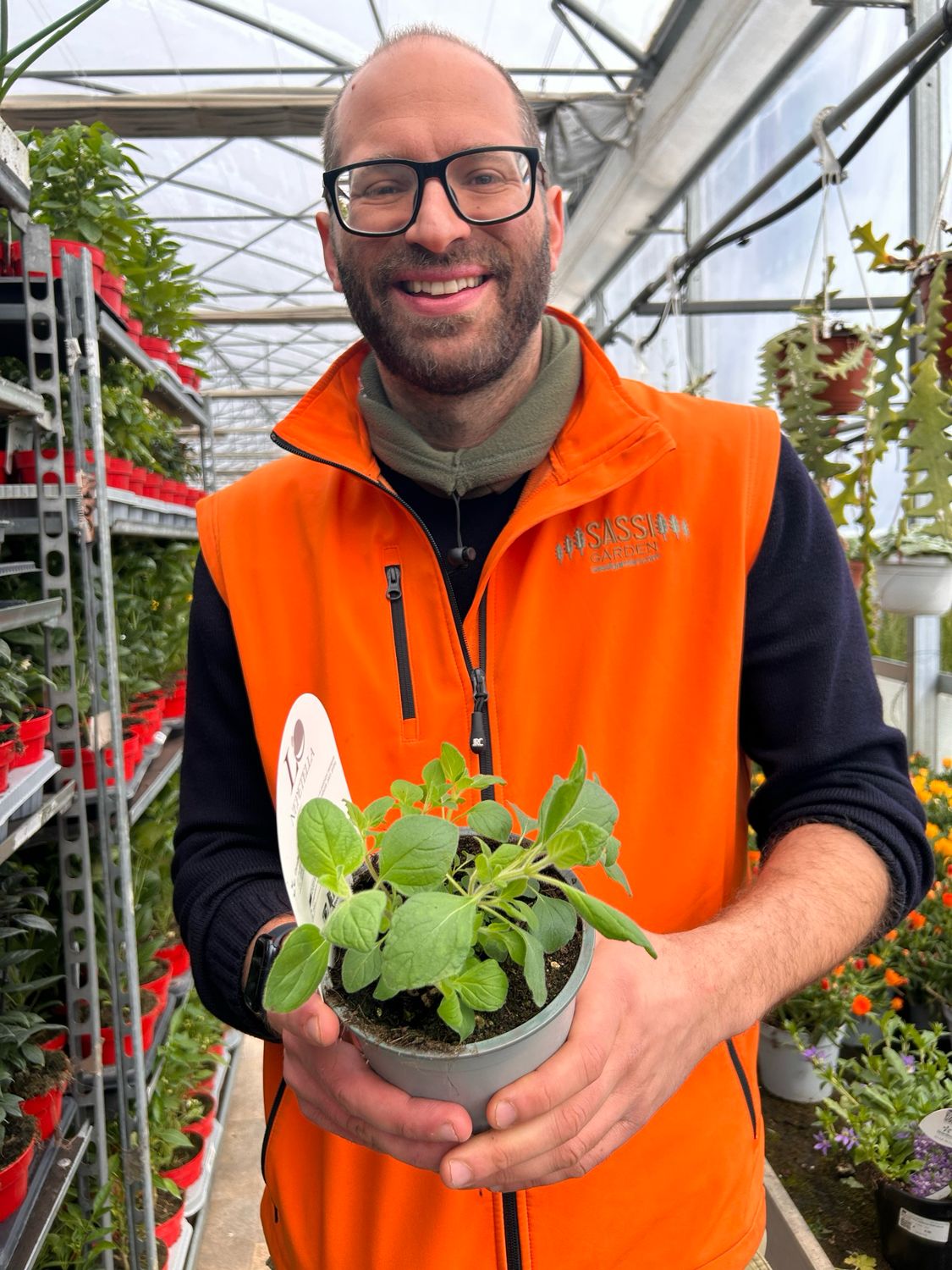 Mentuccia romana, Calaminta, Nepitella, Nepetella, Calamintha officinalis - vaso Ø14 cm
