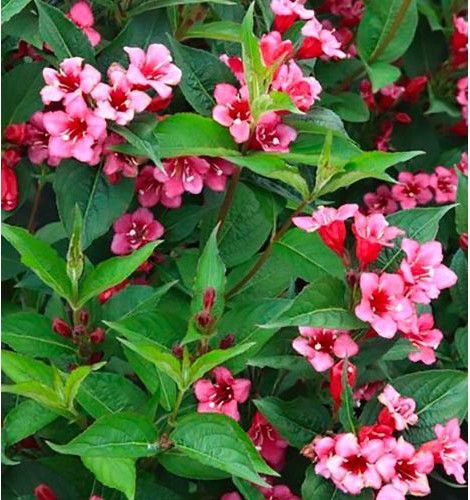 Weigelia florida 'Bristol Ruby' - vaso Ø18 cm Weigelia florida 'Bristol Ruby' - vaso Ø18 cm