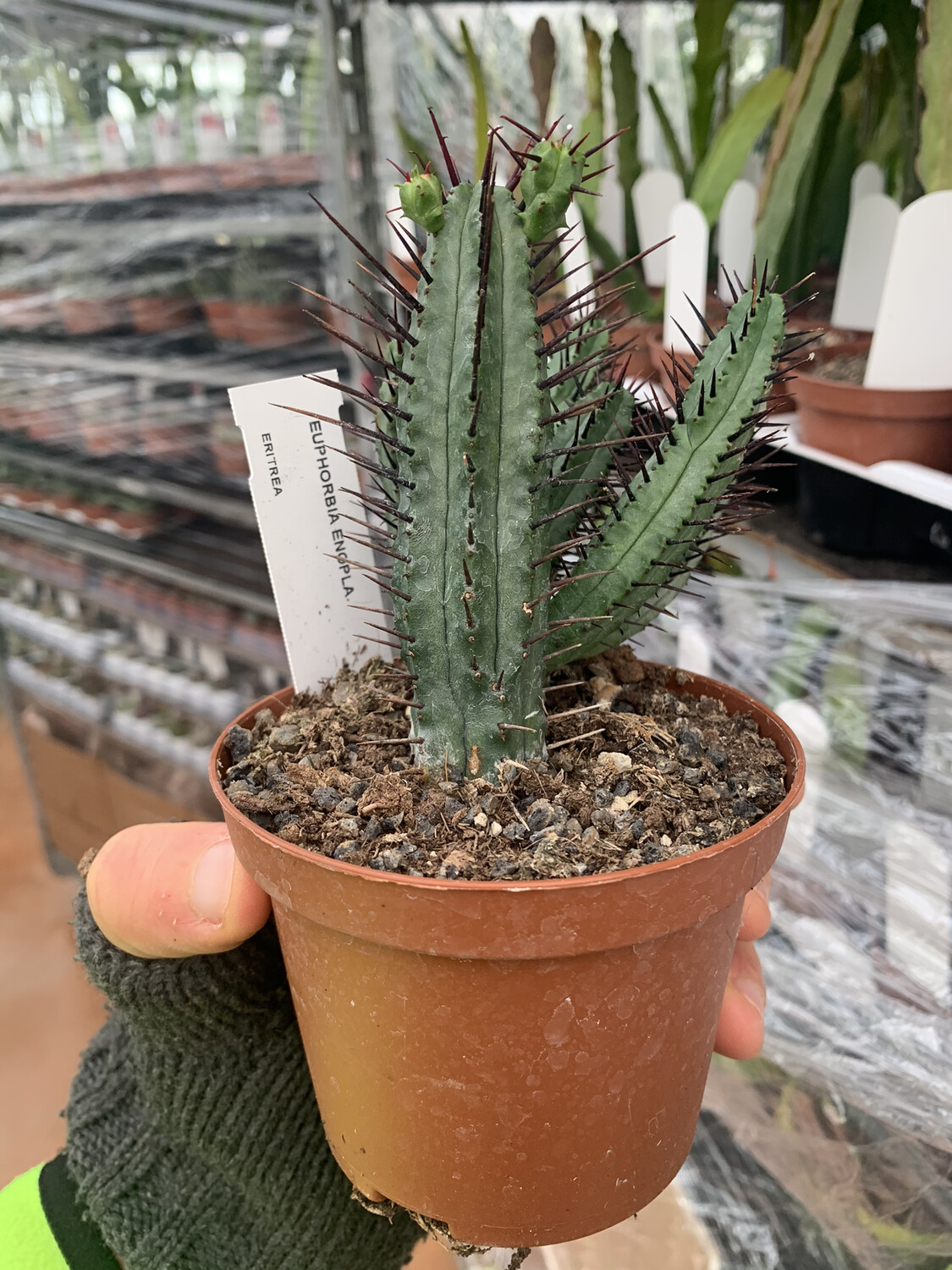 Euphorbia enopla - vaso Ø10 cm