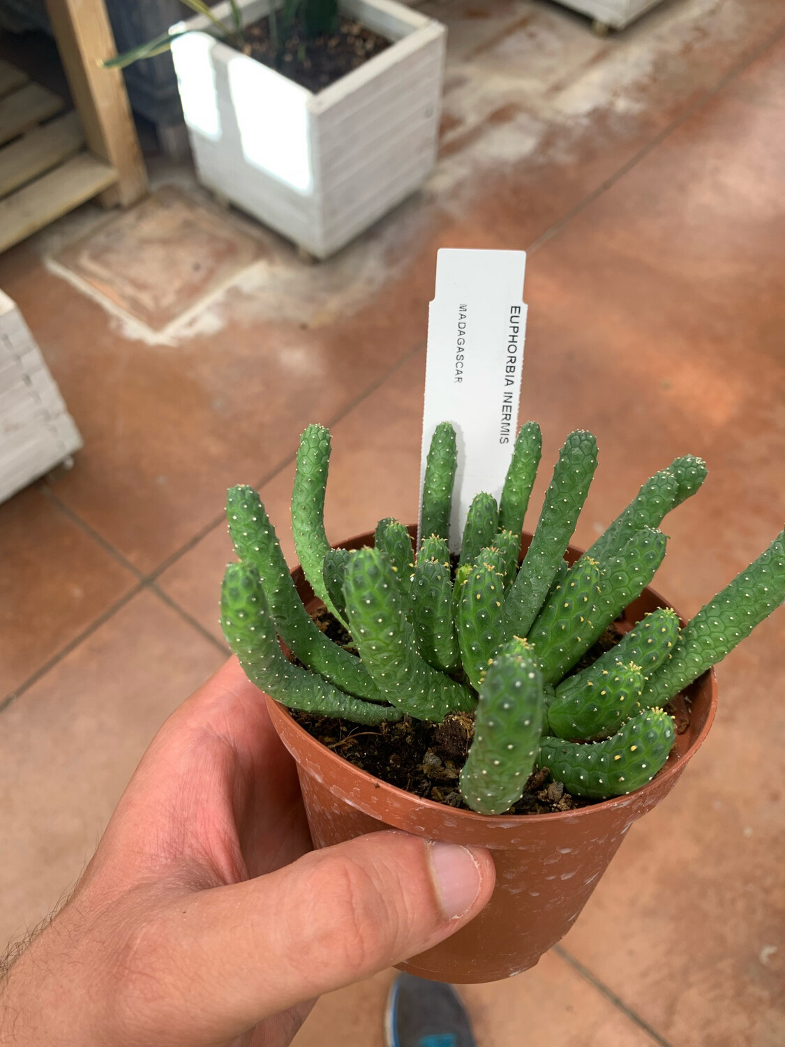 Euphorbia inermis - vaso Ø9 cm