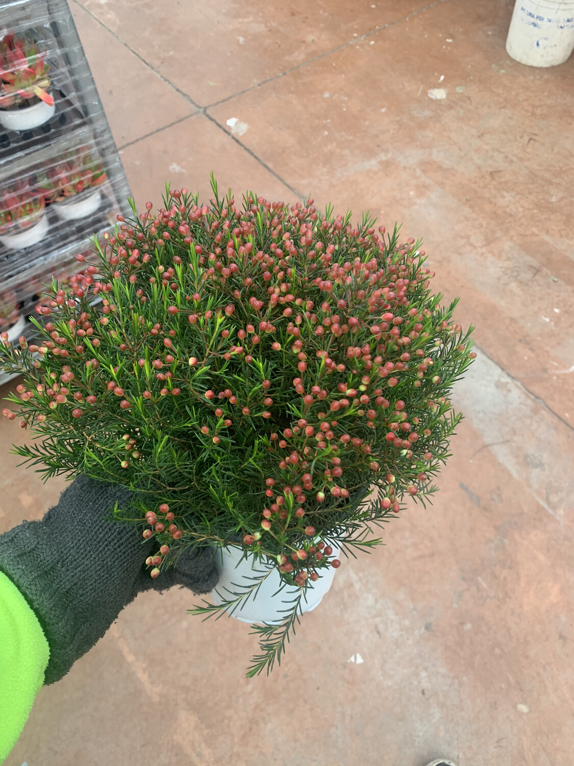 Waxflower, Chamelaucium uncinatum - vaso 17 cm Waxflower, Chamelaucium uncinatum - vaso 17 cm