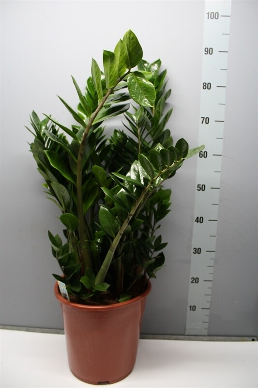 Zamioculcas zamiifolia, gemma di Zanzibar - vaso Ø27 cm, h 70-80 cm